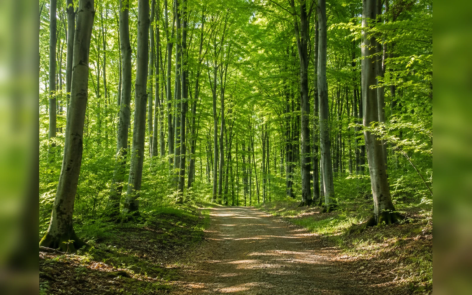 Waldweg zwischen grünen Laubbäumen